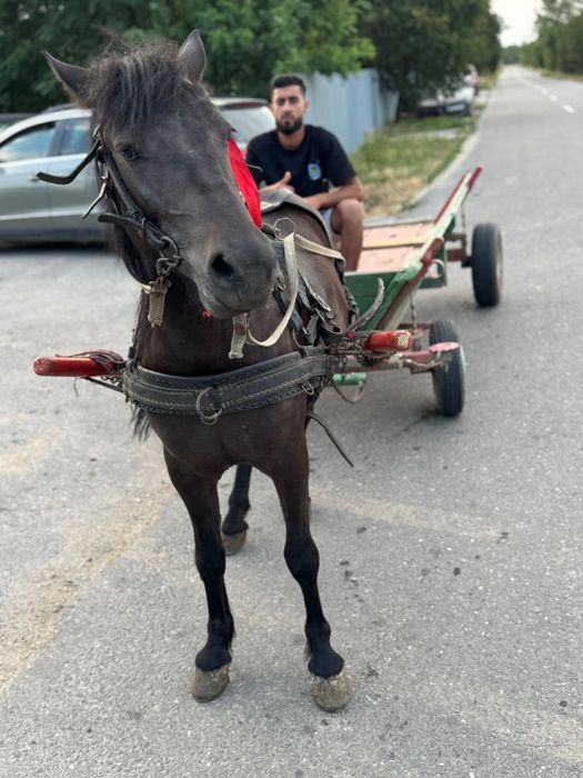 Poneita talie medie