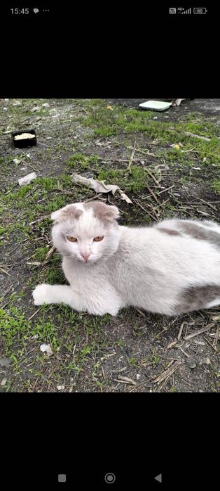 Котик в добрые руки