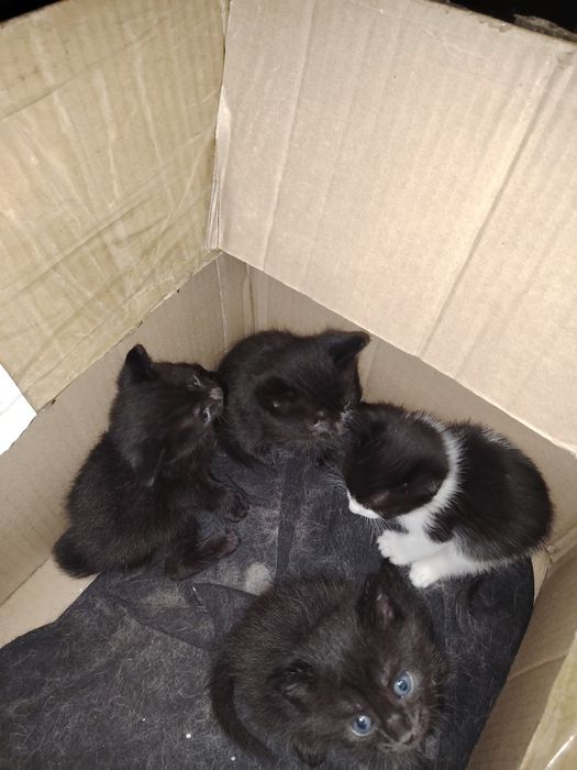 Отдам котят начинают кушать