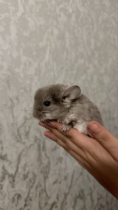 Продам малыша Шиншиллу