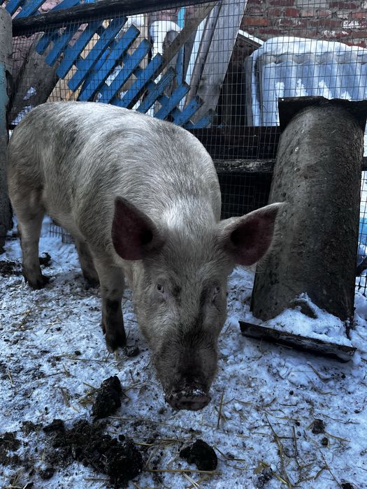 Продам кабана на племя