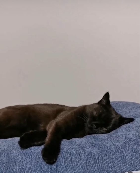 Ищу семью для Тиши