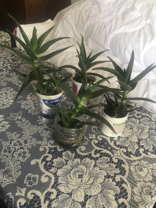 Дърво на живота, алое, ешеверия, каланхое, кактуси