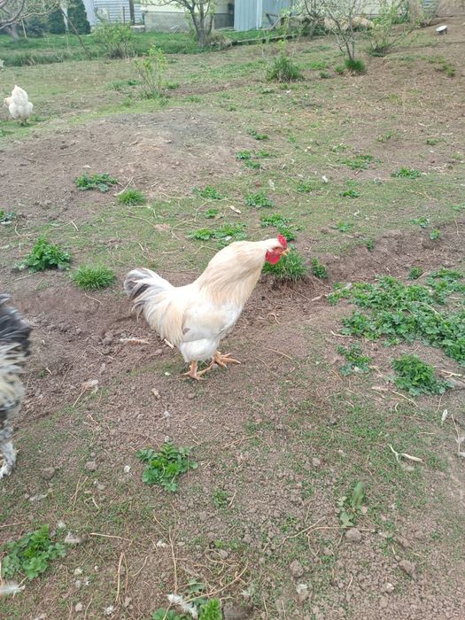 Продам Петуха домашнего