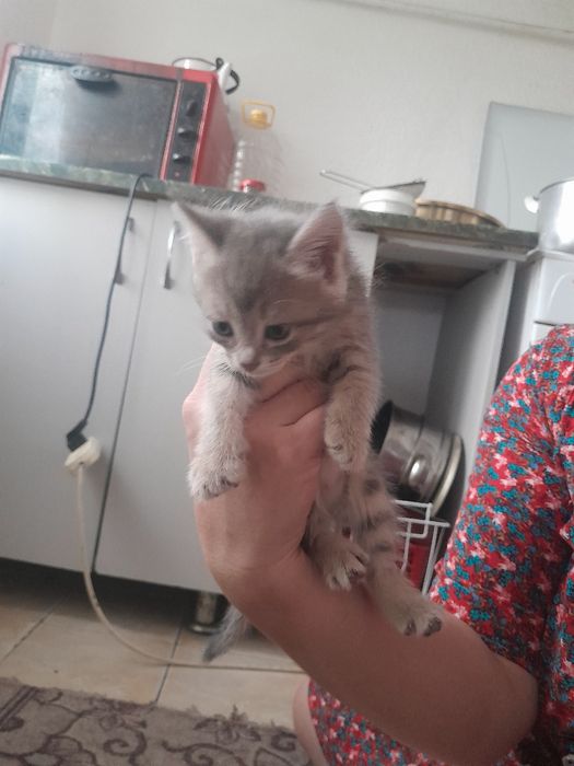 Котята домашние красивые