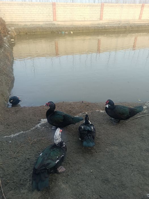 Индоутка сотилади