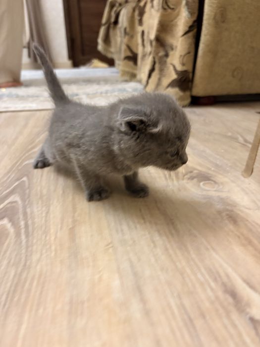 Mushuk Scottish Fold