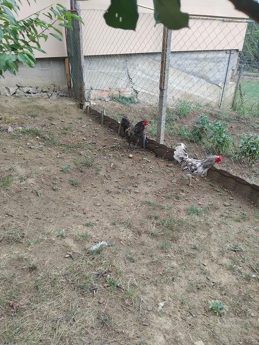 Vind cocosi araucana si ameraucana