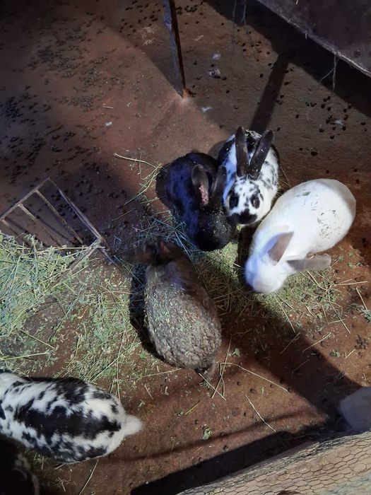 Продавам домашни зайци 50лв.и домашни пуйки 100лв