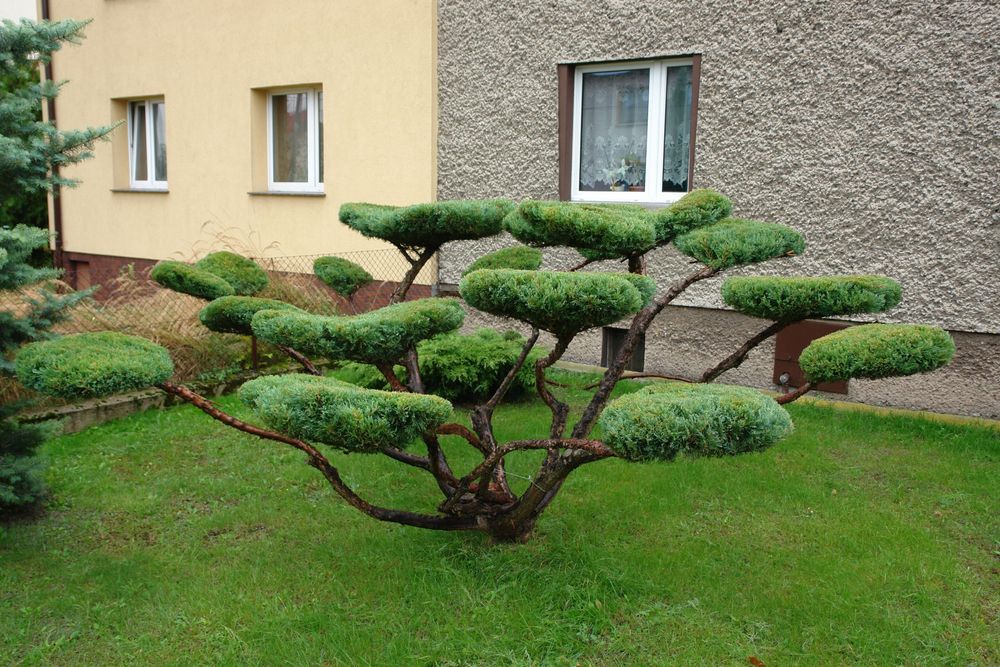 Ассалому алейкум ландшафт хизмати дзюдо