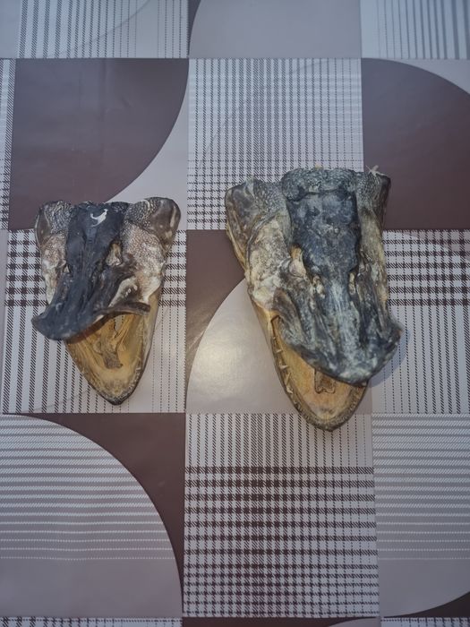 Две глави на щука