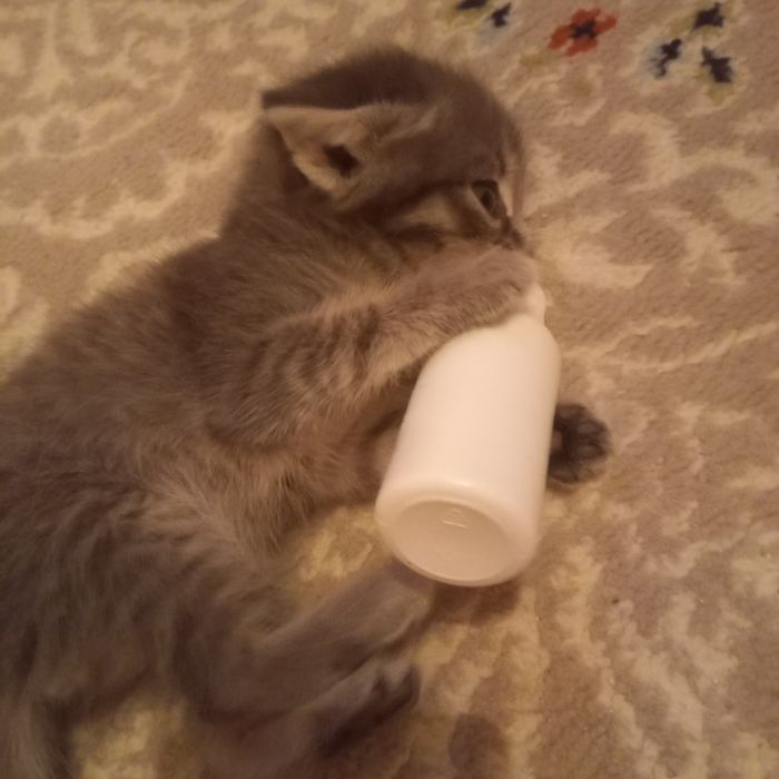 Породистый котёнок 1,2 мес девочка