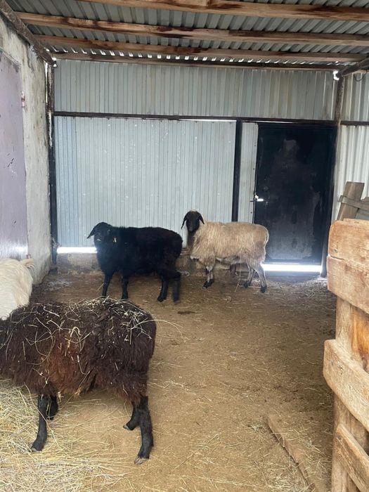 Тоқтты Қой Қошқар үш бас сатылады