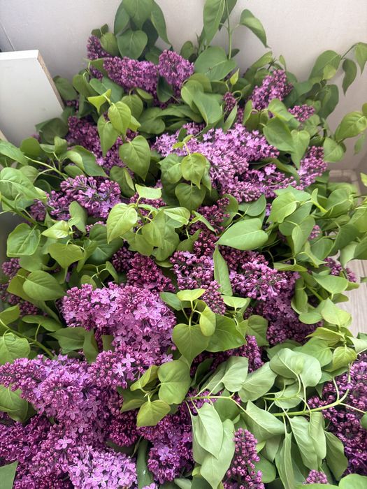 Продам кравивую  сирень