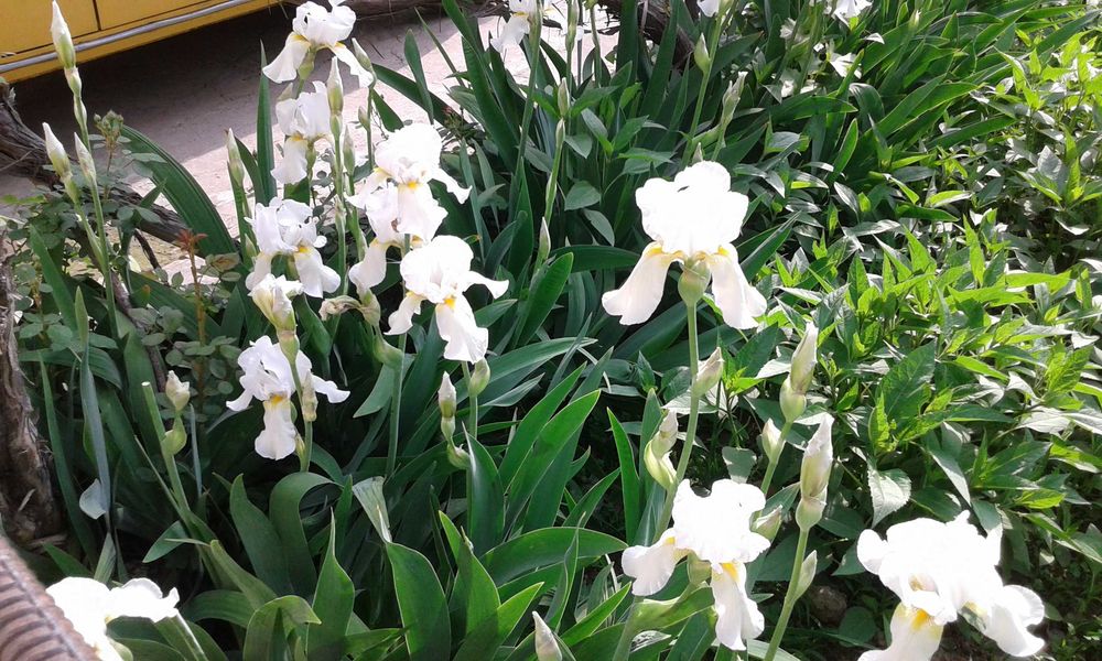 Цветы Ирис высокорослые