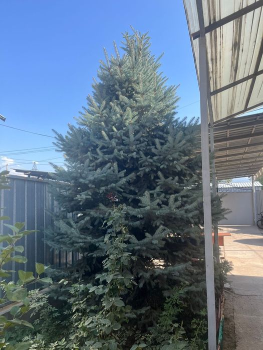 Продам голубую ель