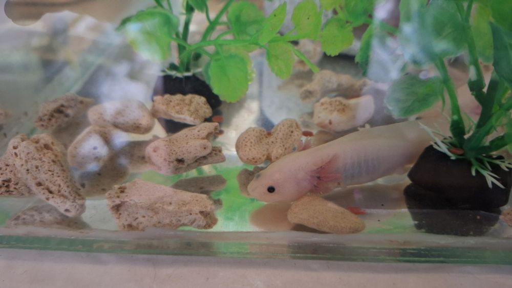 Аксолотль, в продаже малыши