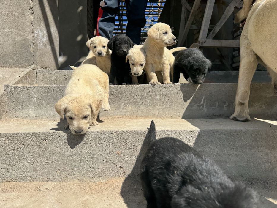 Продаются щенки лабрадора