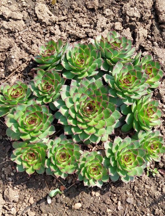 Buchete de Plante suculente, rezistente la frig. 10 fire la 30 lei