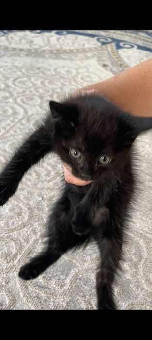 Отдам 1,5 месячных котят