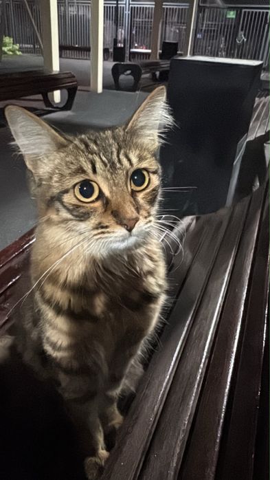 Ищу хозяина кошечке ( домашняя )