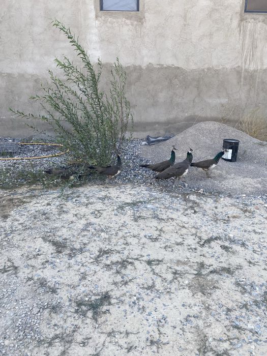 Продаются павлины