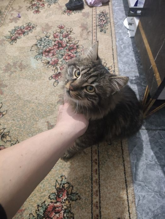 Продам кота 7 месяцев