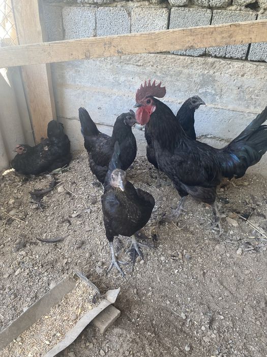 продам птиц породы ухейилюй