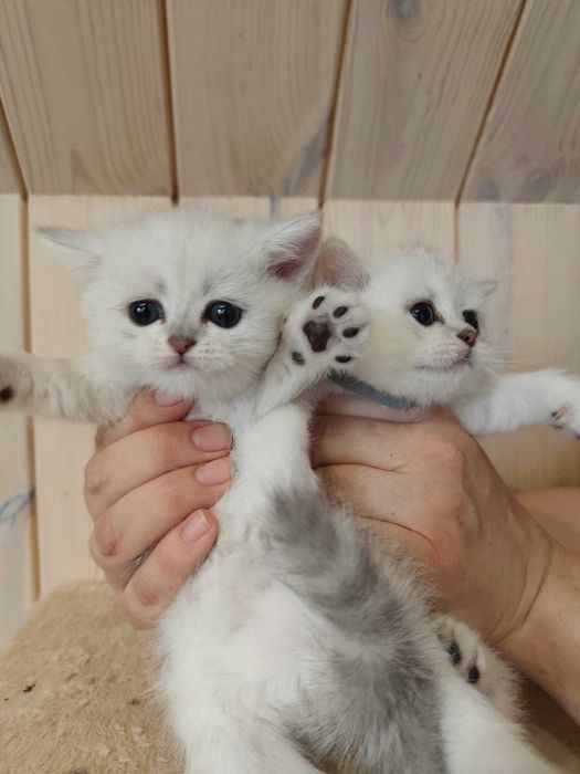 Шикарные котята серебряной британской шиншиллы