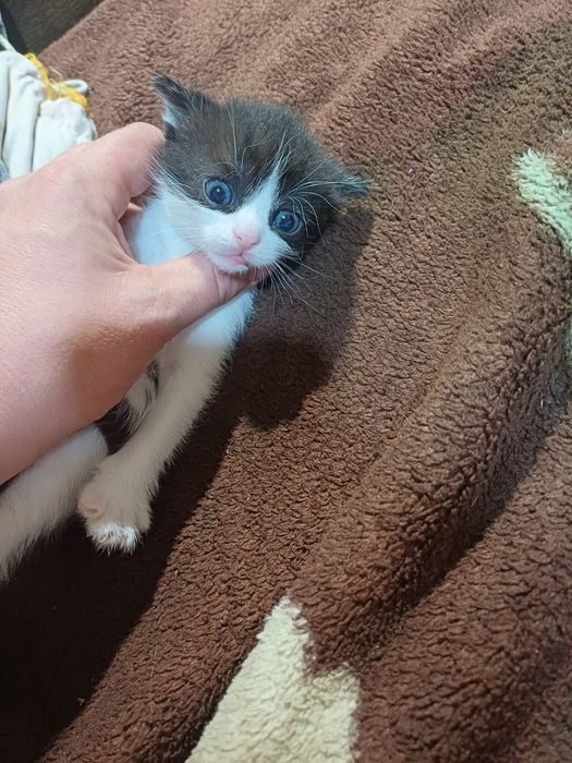 Отдам в добрые руки котят