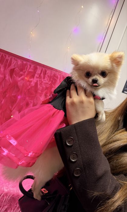 Щенок Шпица Немецкого