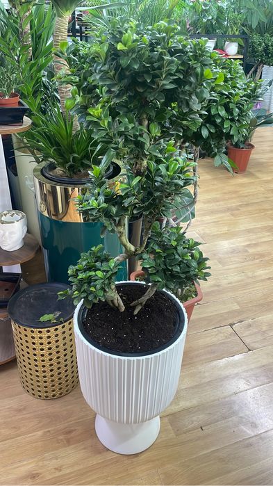 Бонсай Фикус гинг сенг