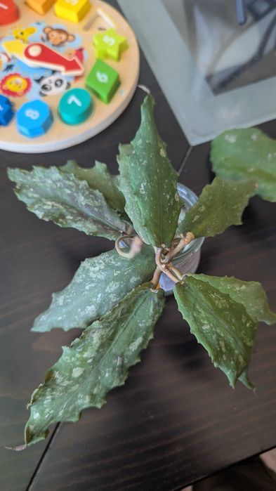Hoya/Хоя (различни видове)