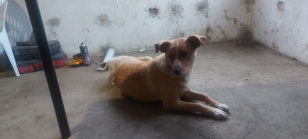 Подаряват се кученца