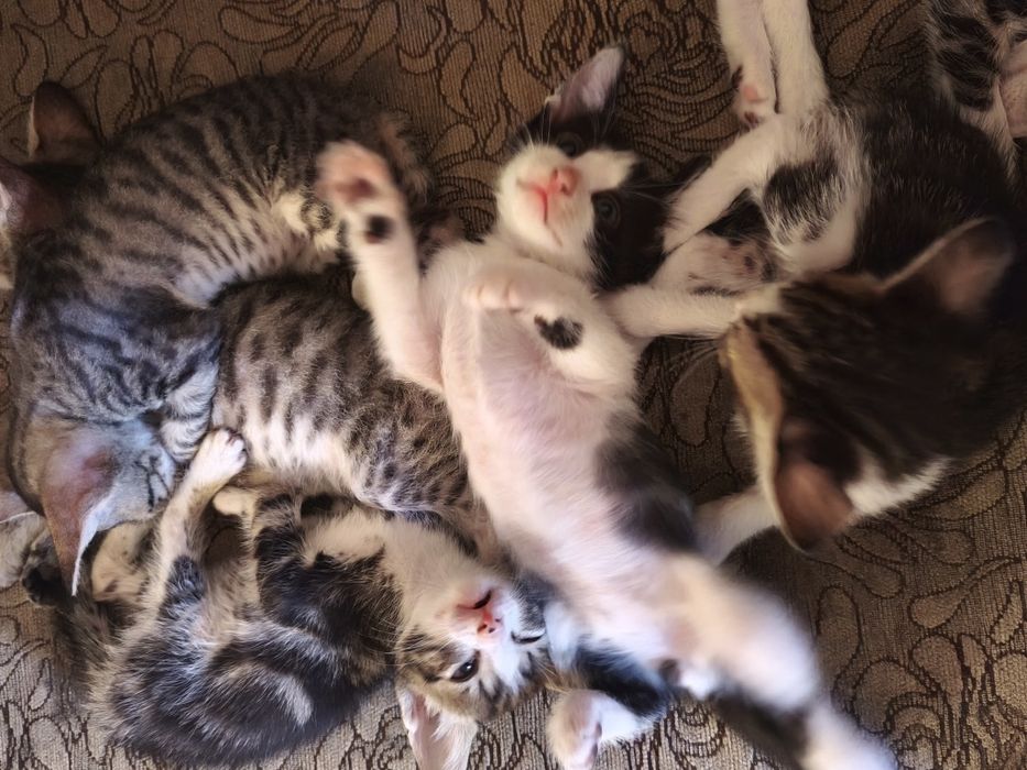 Отдам котят в добрые руки
