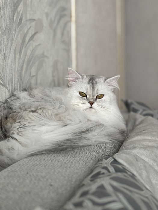Продаю в добрые руки кошку