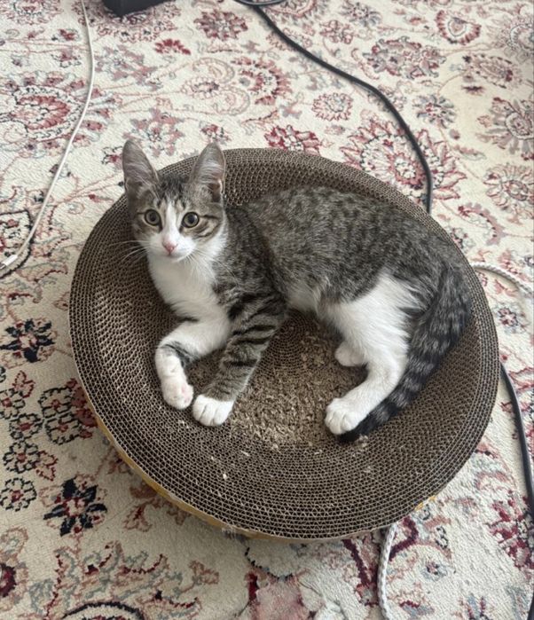 Ищем дом котенку, девочка