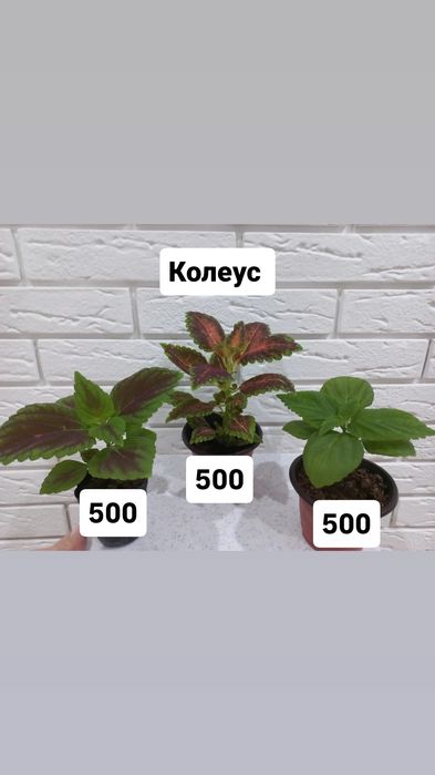 Продам цветы Колеус