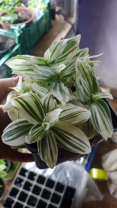 Цветы домашние и уличные