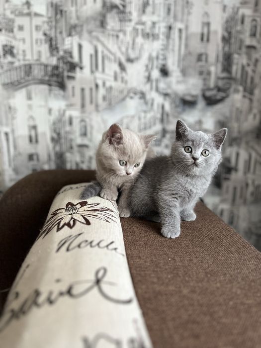 Котята голубые британские