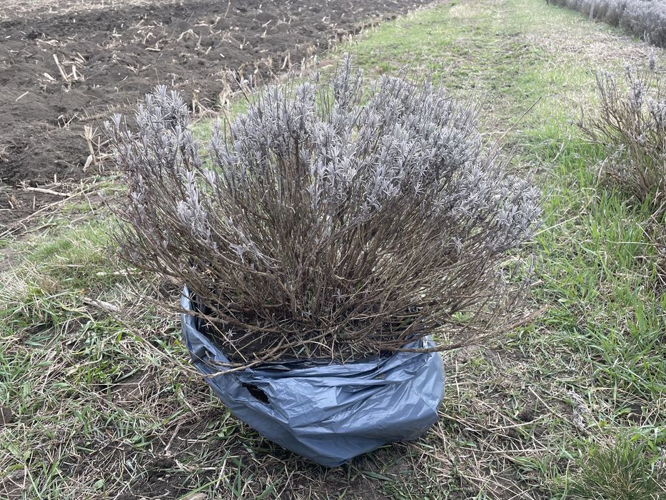 Tufe plante mari de lavanda Sevtopolis