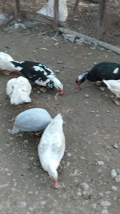 Инкубационое яицо