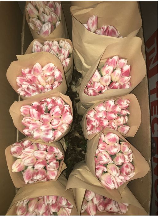 Тюльпаны по оптовый цене 200-250тг