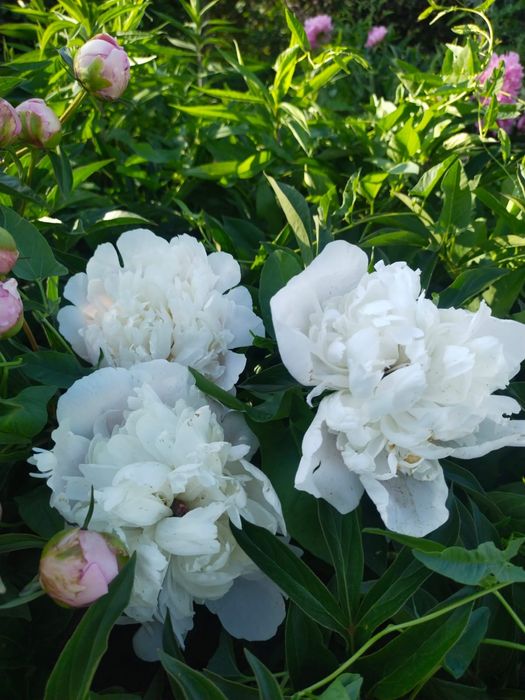 Дача восточный правый 5 дачи