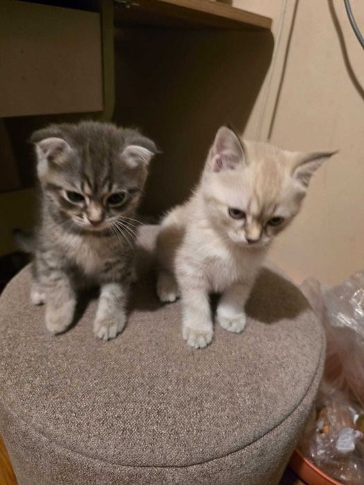 Продам двух чудесных котят