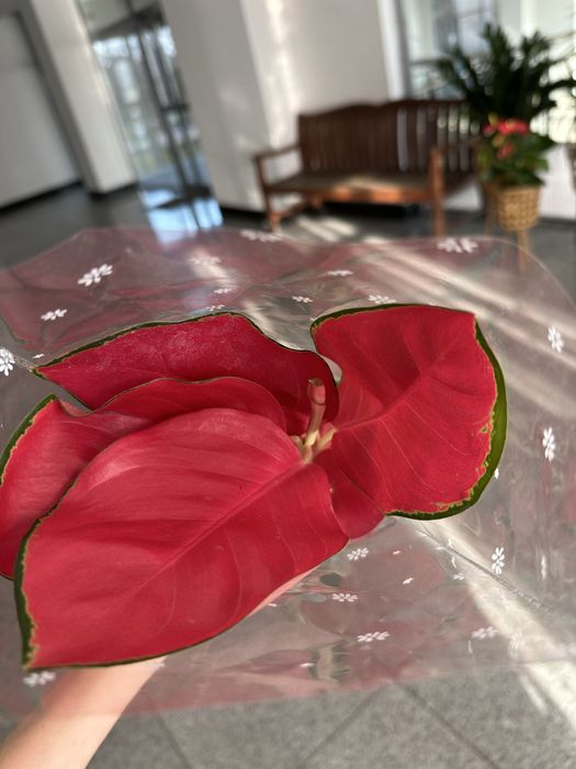 Комнатные цветы по 3500