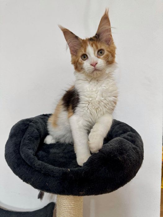 Fetita maine coon felisa autorizata cu pedigree