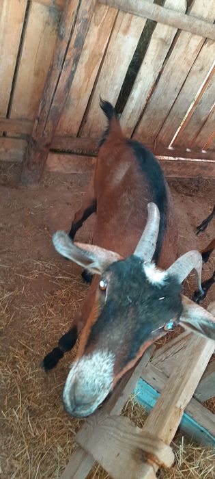 Таза нубииский ешкі
