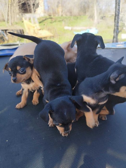 Малки пинчерчета