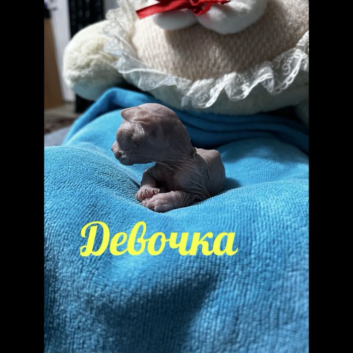 Бронь на котят сфинкса!